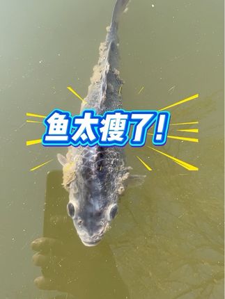 #红点净#杀虫#水产养殖#锚头鳋#鱼耀 一瓶3亩兑水泼