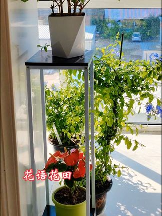 #北欧风铁艺落地花架子 这款铁艺花架子高度从50到90公分,多款规格宽度24公分,30公分,两种平面有黑石纹,白石纹两种框架,有黑色,金色,白色,上面可摆放两盆花,也可以放各种摆件,时尚又大气,现在商家有活动,喜欢这款花架的家人们可以入手啦。
