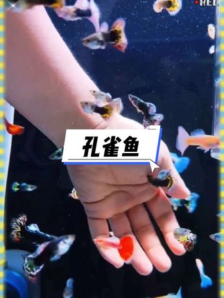 想养点活物又怕麻烦?那你一定要试试这款杂袍孔雀鱼!   比咱们常见的泥鳅还好打理,简直是懒人福音——随便接点水就能养,不用费心调水质,也不用天天盯着喂食。最让人惊喜的是它的繁殖力,根本不用像别的鱼那样等孵化,母鱼直接就能生出活泼的小鱼苗,水里一游全是小身影,新手也能轻松体验繁殖的快乐~   色彩鲜亮又好养活,放在鱼缸里特别养眼,不管是养鱼新手还是想添点生机的朋友,都特别合适~   #孔雀鱼宝宝 #孔雀鱼 #观赏鱼 #养鱼日记