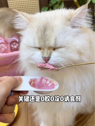 快快快格吾安新品主食浆果勺!新品尝鲜买三送一!现在下单买一盒就送陶瓷盘!#新手养宠 #养猫 #格吾安罐头 #格吾安