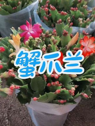 #家庭养花 #蟹爪兰盆栽 #爱生活爱养花 #净化空气 #室内绿植