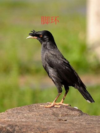 八八 脚环#涨知识