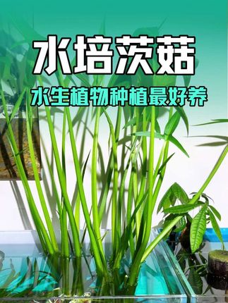 想鱼缸水培茨菇,今天分享最正确、最简单的方法#每日分享 #水培植物 #养鱼日记 #室内绿植