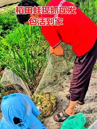 #青蛙#农村生活@DOU+上热门 #抖音助农扶农