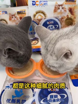 大品牌豆柴主食罐,还赠猫粮,趁活动赶紧囤。#豆柴肠胃原动力 #豆柴#萌宠好物#猫咪