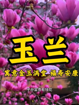 庭院养棵在玉兰花 寓意金玉满堂 福寿安康#玉兰#玉兰花苗#白玉兰#紫玉兰#黄玉兰