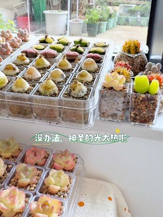 简简单单换个盆吧~,#肉锥 #多肉植物 #沉浸式 #解压 #asmr
