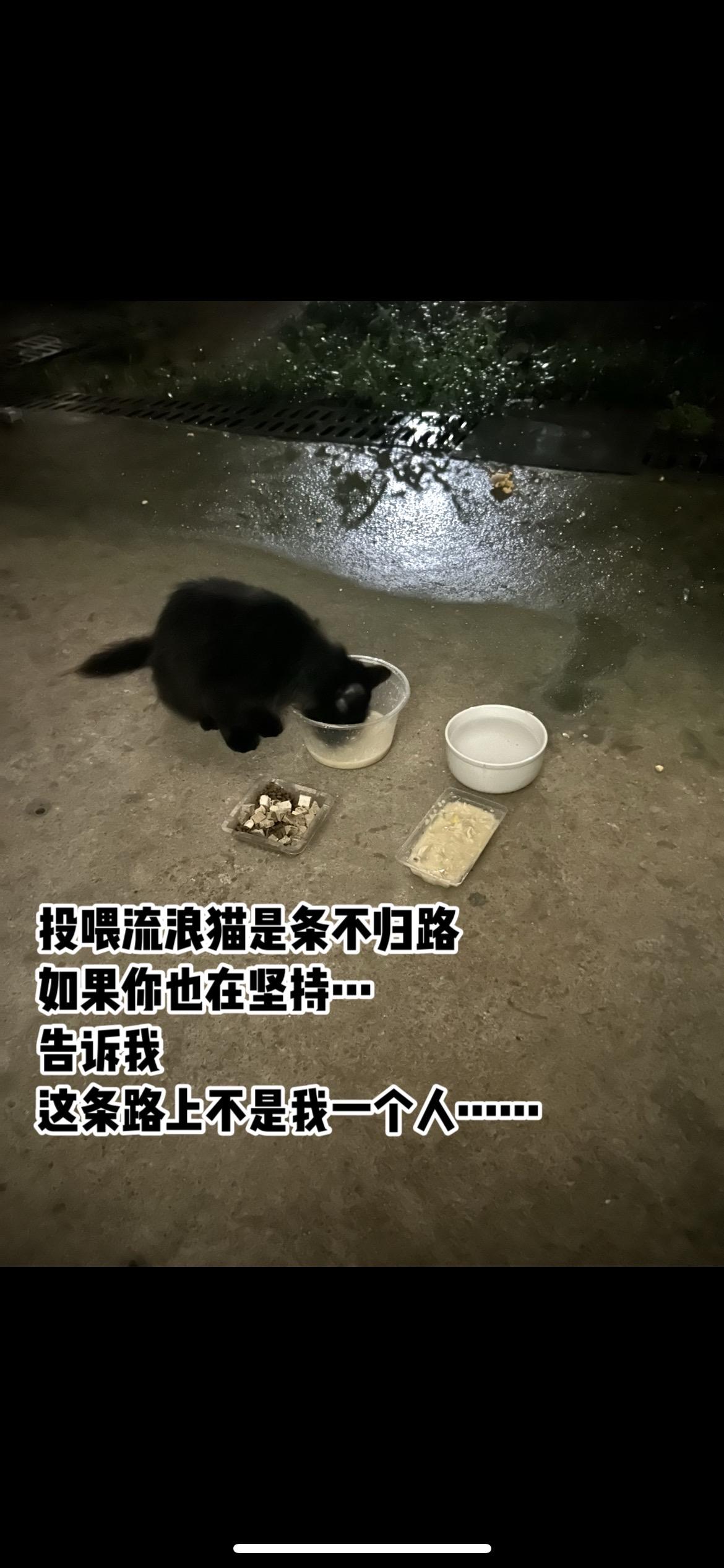 投喂流浪猫是条不归路,走上就没有回头了,和它们每天不见不散是我们的约定!🙏#流浪猫 #流浪猫救助 #毛孩子#善待动物关爱生命 #温暖守护