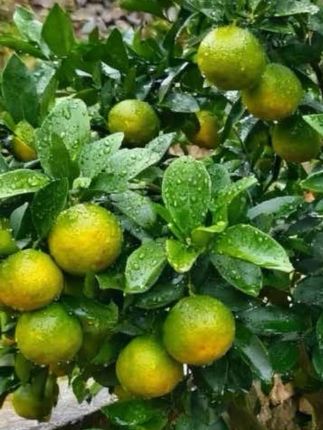 #青皮蜜桔树苗 #桔子🍊 #果树苗种植 #优质种苗#抖音助农 @DOU+小助手 @上热门🔥🔥🔥