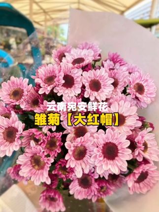 第八集 雏菊【大红帽】#爱生活爱养花 #爱种花爱生活