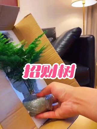 @我要上热门 @#我要上热门 新疆包邮招财树