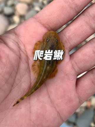 爬岩鳅 它是淡水生态里的迷你“攀岩家”,体长不过5-8厘米,身体扁平如一枚流线型叶片,灰褐色体表缀着细碎的深色斑纹,完美融入溪石肌理,成了天然的保护色。 最绝的是它的“攀爬装备”——腹面演化出前后两个吸盘状结构,密生细小褶皱,能牢牢吸附在湍急溪流中的光滑岩石上,哪怕水流冲击也纹丝不动。它总贴着岩面缓慢移动,用小口刮食石头上的藻类,尾巴偶尔轻轻摆动,像在为这场“岩壁漫步”调整平衡,一举一动都透着溪流独有的灵动与从容。#爬岩鳅#吸鳅鱼 #吸鳅繁殖 #吸鳅缸 #吸鳅观赏鱼