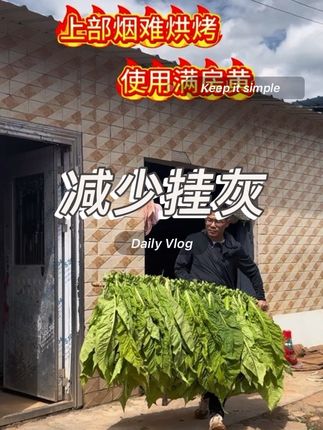 #满房黄少霉烂青筋挂灰 #高老师讲烤烟 #满房黄烟叶更橘黄 #烤烟种植技术与管理