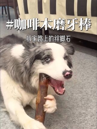 狗子无聊爱拆家,就给它丢一根这个咖啡木磨牙棒吧#养狗经验分享 #新手养狗 #磨牙棒 #狗零食