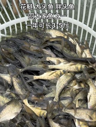 #水产养殖 #鱼塘 #养鱼 #强烈推荐 #高密度养殖