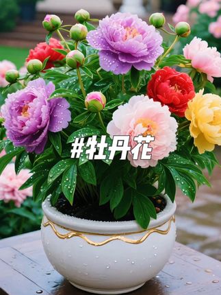 花开富贵!被这盆牡丹花 狠狠拿捏啦!牡丹盛放,国色天香,你也快来养一盆这美到犯规的牡丹花吧#牡丹花 #牡丹花种子 #好看的花一定要分享给你 #花开富贵好运来 #花
