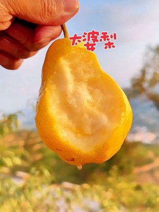 甘肃正宗太婆梨,个大饱满,软糯香甜,汁水超级足,真的巨好吃!趁着应季赶紧给家人安排上!#太婆梨 #软糯香甜 #清甜多汁 #快来一起尝个鲜 #应季水果