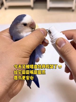 嗜血小鸟嘴巴太尖,口口见血,必须得磨磨嘴巴了,磨完脾气都变好了#鹦鹉 #鹦鹉咬人 #鹦鹉磨嘴 #鹦鹉磨嘴磨爪