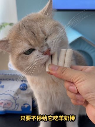 麻麻~你要是早点给我买冻干羊奶磨牙棒,我才不会咬人呢#猫零食 #猫冻干 #猫咪冻干 #猫咪冻干零食推荐 #猫咪零食
