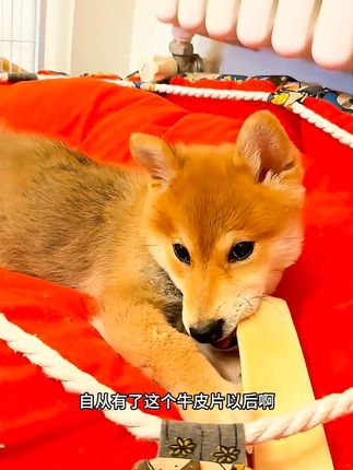 爱不释手的牛皮片#柴犬#萌宠日常记录 #狗狗怼脸拍 #柴犬日常 #抖in萌宠计划