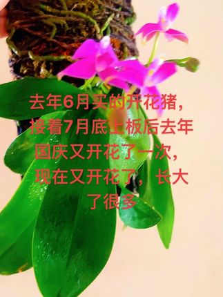 一年第三次开花,根系也还可以,叶片也越来越多,薄费勤施那是必须滴,几种肥交替使用,补充的营养更丰富,效果更佳,#爱生活爱养花 #一花一草一世界 #养花小知识 #分享家庭养花知识 #花卉绿植