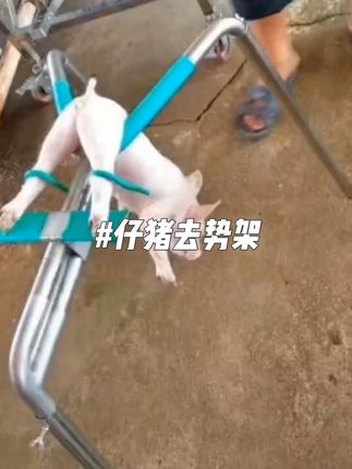 给小猪去势用到的小猪去势架,不锈钢制作,立式,养猪专用#仔猪去势#仔猪去势架#小猪去势#畜牧养殖设备 #养殖好帮手