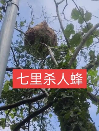 专业找七里的诱蜂水#三农蜂有财 #蜂有财 #蜂有财找蜂望远镜 #蜂有财找蜂望远镜,七里