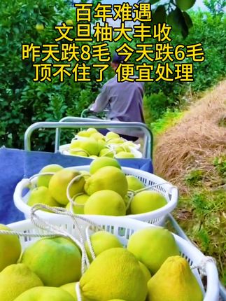 #文旦柚 很小众的爱好就是剥柚子文旦柚没有虾线特别好剥今天这个文旦柚肉有点肥吖一个人能炫一碗#度尾文旦柚#柚子 #应季水果 #大人孩子都爱吃