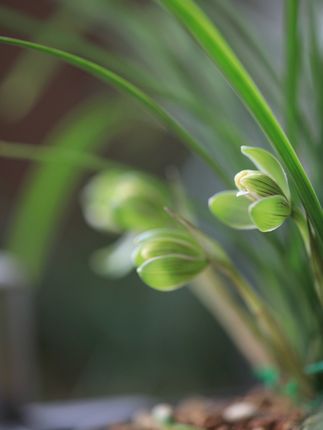 #好看的花一定要分享給你 #兰花欣赏 #家庭养兰 #阳台养兰 #兰花种植
