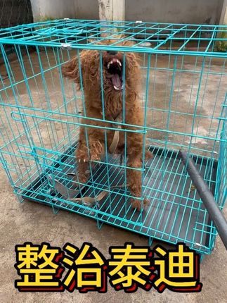 粉丝寄来一只非常凶猛的泰迪让我帮忙教育一下它咬人的坏毛病,对于这种咬人的恶犬必须给它纠正一下。#农村生活 #狗 #乡村守护人