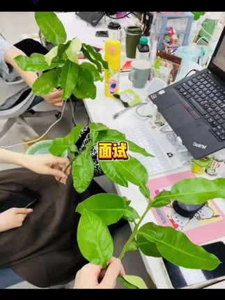 一开始当香水喷,后来真是莫名其妙..#碌柚叶 ~