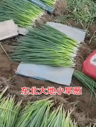 #东农家小旱葱#