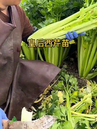 【山东寿光发货对版芹菜苗】皇后大西芹四季小香芹阳台盆栽小院种植#种植#芹菜苗#