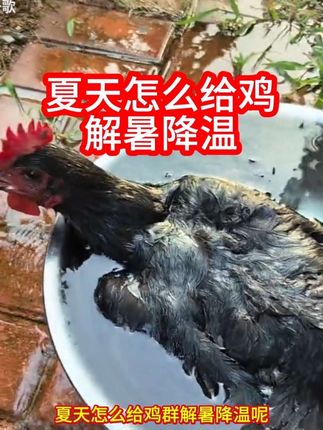 #科学养鸡 #养鸡 #养鸡人 #散养鸡