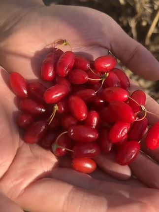 秦岭山茱萸正品去核泡水泡茶