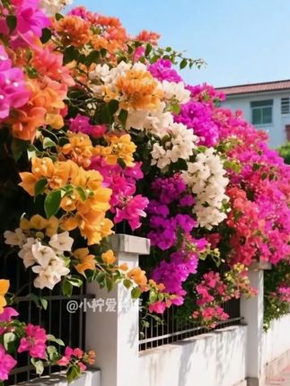 #三角梅 #花苗 #三角梅苗 #花卉绿植 #阳台养花