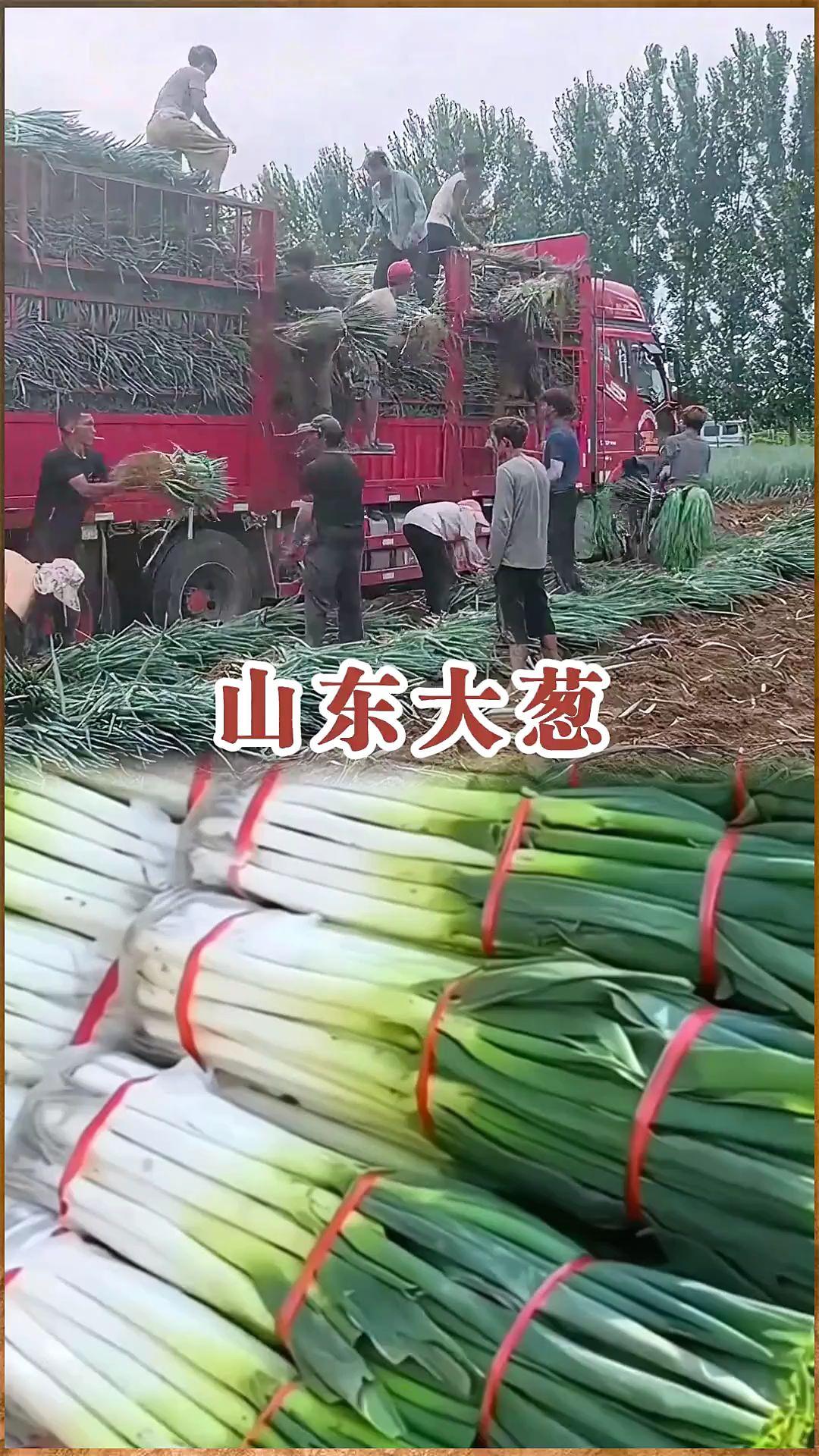 #大葱 #新鲜蔬菜 #源头好货 #农产品 #超便宜超划算