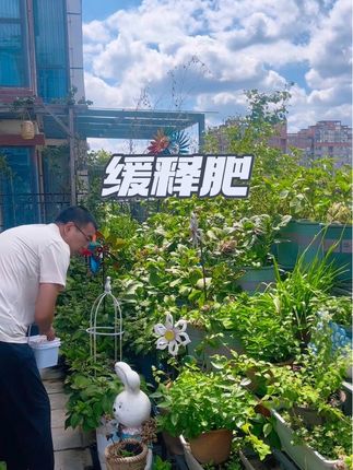 黄金营养缓释肥#爱生活爱养花 #缓释肥颗粒