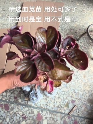 #血苋 #血苋民间cao药 #锦叶血苋 #汉宫秋