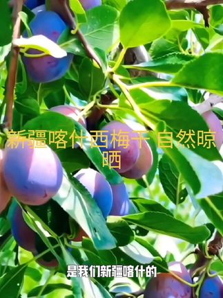 西梅干,自然晾晒,个大肉厚,鲜香营养,口感微酸微甜。#好吃到停不下来 #好吃不贵经济实惠