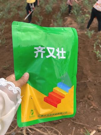 生姜种植#种植方法