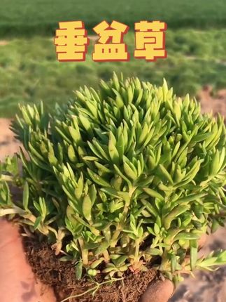 垂盆草#园艺 #农村生活日常 #这就是农村的生活 #养花我是认真 #种植小技巧 @DOU+小助手 @DOU+上热门