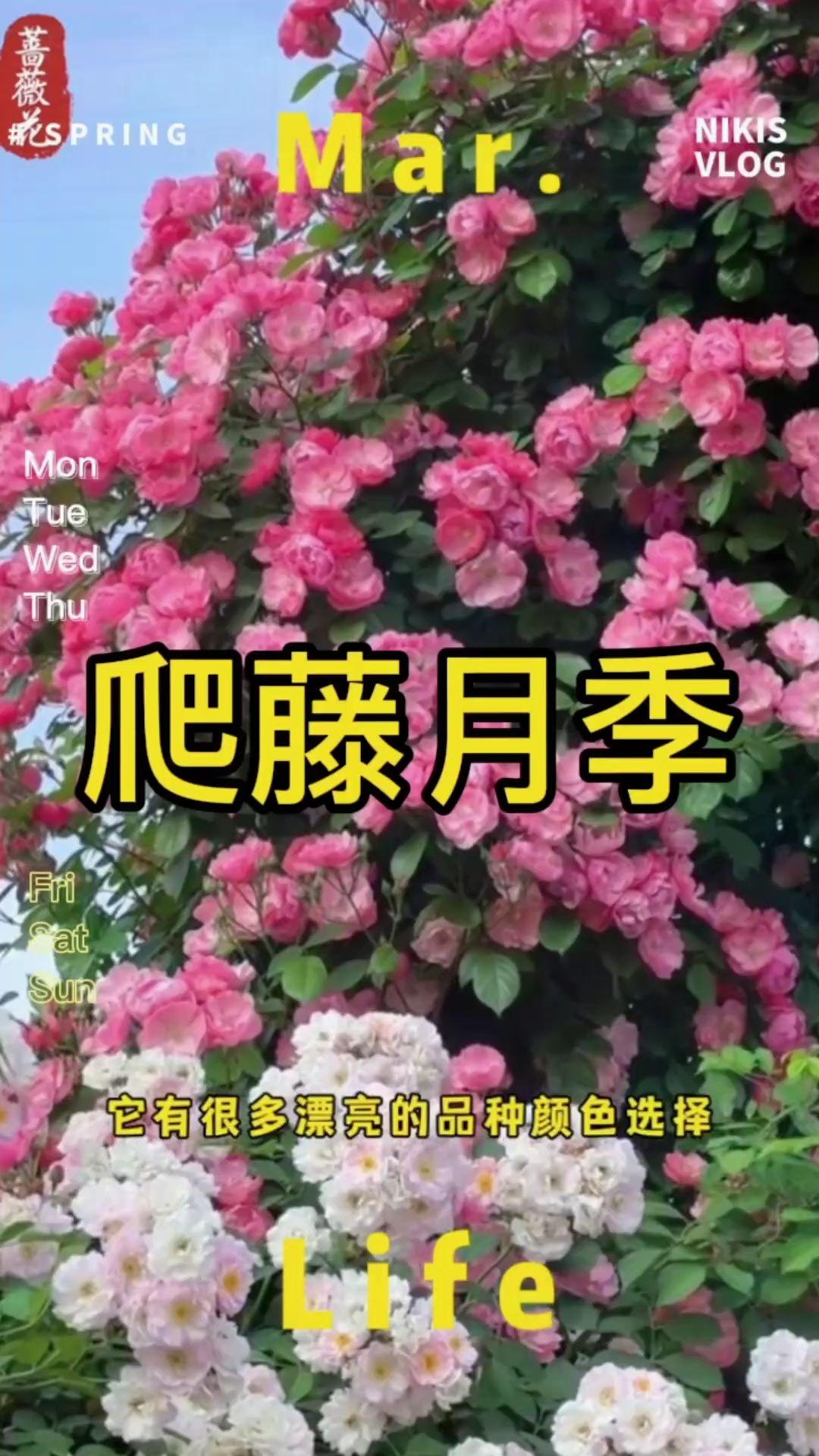 爬藤蔷薇苗,耐晒耐雨花期长,多季开花 ,适合做花墙#藤本月季爬藤欧月 #养花 #花卉绿植 #爬藤月季 #爬藤蔷薇苗