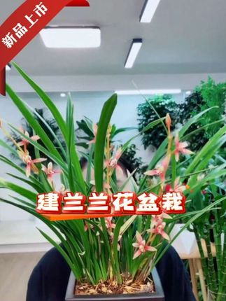 建兰【红贵妃】5花剑起浓香型金边线艺好养室内花卉盆栽 #好物推荐🔥 #兰花 #建兰 #花卉绿植 #爱生活爱养花