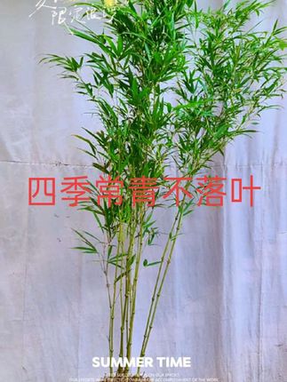 筇竹算盘竹#绿植盆栽 #今日分享 #净化空气 #室内盆栽