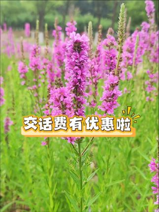 #浪漫花海 #优惠活动火爆进行中