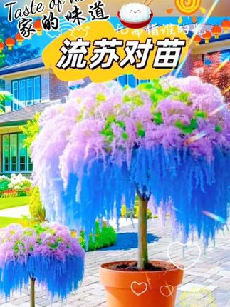 流苏树苗。流苏树苗,优雅之选。其叶形如翠玉,花朵似流云,满树银花,随风摇曳,美不胜收。不仅观赏养眼,且适应性强,易成活,耐寒耐旱。为您的庭院增添一抹独特风景,让家与自然和谐共生,尽享绿色生活之美。#流苏#流苏花 感受大自然的气息和美景#治愈系风景