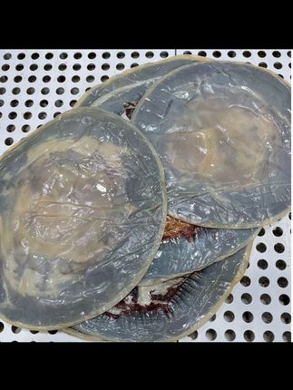 #海蜇 渤海野生海蜇皮绵蜇皮碎边碎皮5斤 海蜇干皮凉拌菜新鲜爽脆海鲜#海蜇皮 #海蜇丝 #凉拌菜 #开胃菜