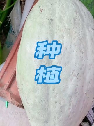 #创作者扶持计划 #助农扶贫 #关注扶贫助力攻坚 #抖音助农 #dou上热门