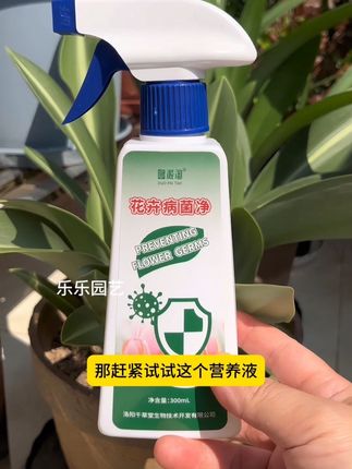 君子兰叶子出现白粉病怎么办,可以试试这个营养液#爱生活爱养花 #园艺 #君子兰种植 #病害防治 #植物种植
